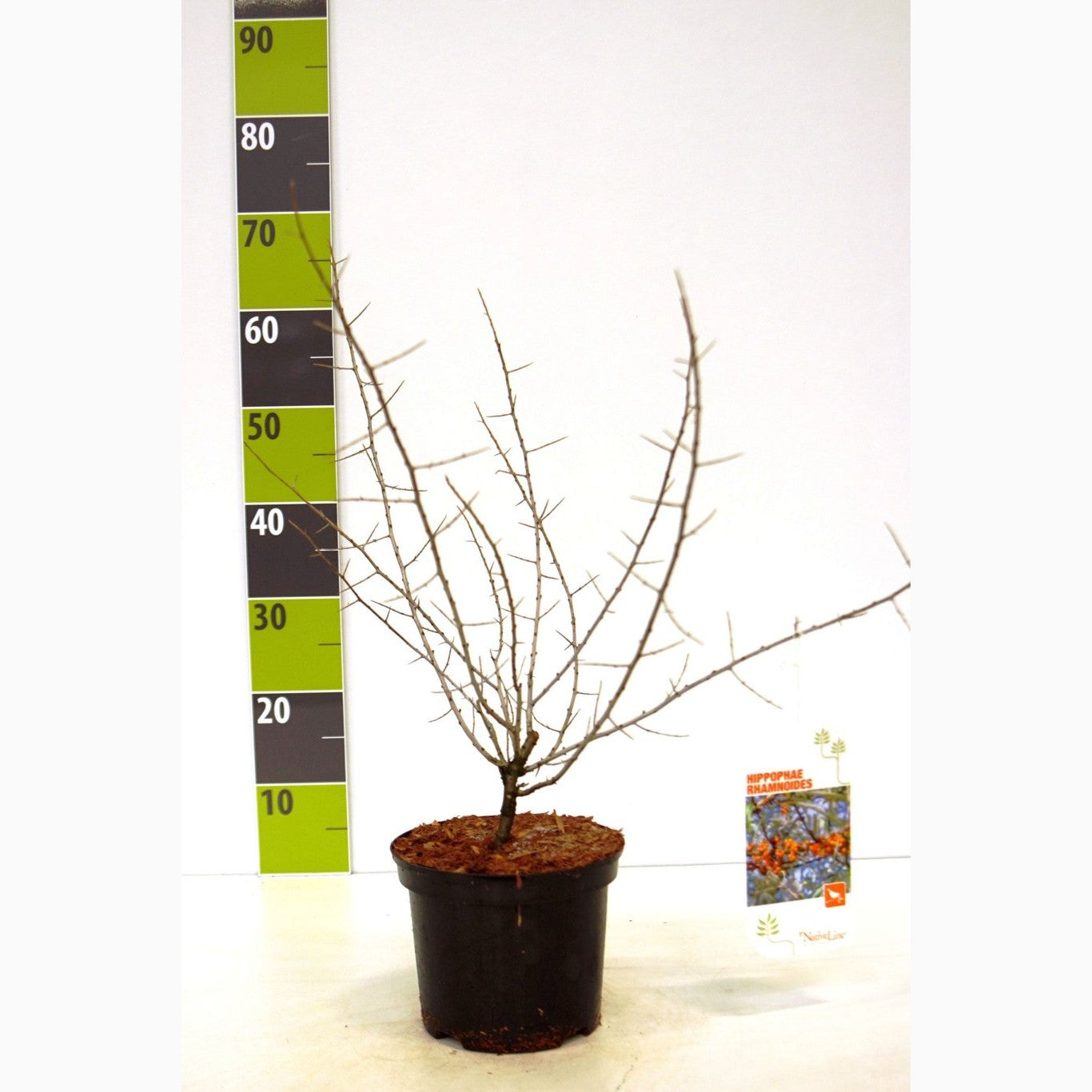 Havtorn – Hippophae rhamnoides - C3 40-60 CM